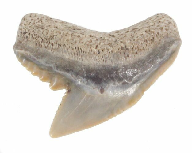 Fossil Tiger Shark Tooth - Florida #40293